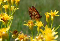 Traditionally trees and shrubs were also damaged by land use, but as this has stopped due to economic inefficiency, these habitats have become more common,