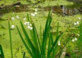 The Nature Park is of European importance for conservation of reptiles.