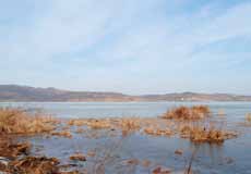 one particularly interesting and important species that can be found in the Lake Surduc area is the white stork, which feeds only in wetlands, areas surrounding lakes, and does not compete for