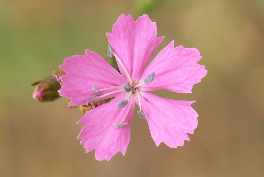 Bevezető Jelen fenntartási terv a tartós szegfű (Dianthus diutinus Kit.