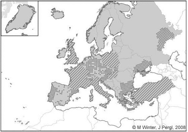 A BÁLVÁNYFA (Ailanthus altissima) FAIPARI ÉS ENERGETIKAI CÉLÚ ALKALMAZHATÓSÁGA Fehér Sándor, Komán Szabolcs NYME SKK, Faanyagtudományi Intézet, Sopron sandor.feher@skk.nyme.