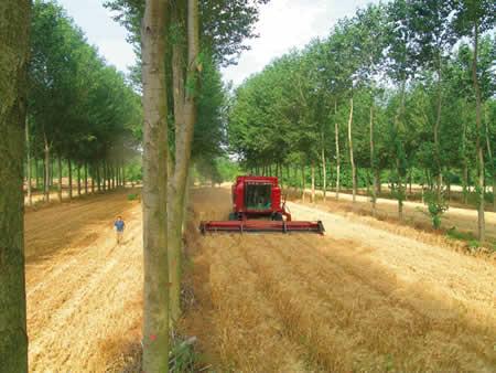 A hagyományos agroerdészeti rendszerek megszűnése negatív hatások sorozatát idézte elő.