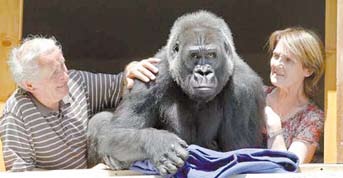 Emberek és vadállatok különleges barátsága Több mint tíz évig élt együtt a francia Pierre Thivillon és felesége egy Digit névre keresztelt gorillával.