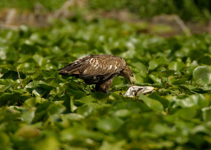 32 Ramsari terület Lápvidék A Kopácsi-rét nemzetközi jelentőségét a Nemzetközi jelentőségű vadvizek jegyzékére (List of Wetlands of International Importance) 1993-ben történt felvételével, a