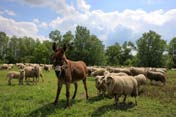 A népszámlálási adatok szerint Újbezdán 1869 óta számít településnek.