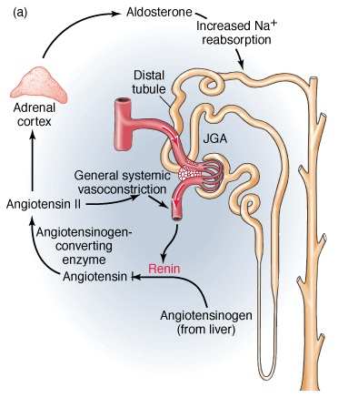 renin-angiotenzin rendszer Hormonális hatások keringési vazokonstriktor hormonok (folyt.