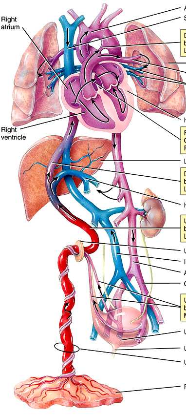 - JPforamen ovale - BP - aorta; v. cava sup.