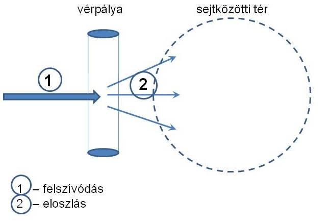 Ábra: Gyógyszerfelszívódás és -eloszlás Az eloszlásra jellemző, hogy a kapillárisokból a sejtközötti térbe jutás gyors folyamat, mivel a kapillárisfal membránja, az endothel laza szerkezetű, kivéve a