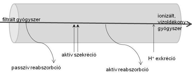 A gyógyszerek eliminációja különböző szerveken keresztül valósul meg. A vese a legjelentősebb szerv a gyógyszerkiválasztás szempontjából. A vesén való ürülést három tényező határozza meg.