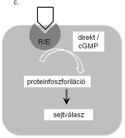 ) Az ionotrop receptorok esetében az ioncsatorna a receptor szerves részét képezi.