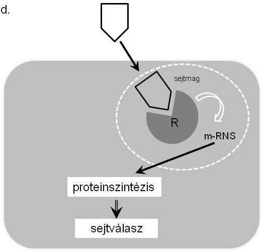 5-HT 3 szerotonerg receptorok.