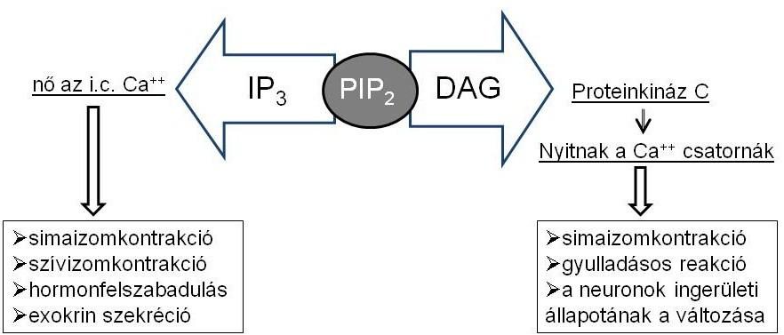 A cgmp guanilát-cikláz hatására képződik GTP-ből, majd a Ca 2+ ATP-ázt és a foszfatázt aktiválja.