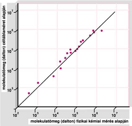 céltábla mol. súly 7.28 x 1 D37 11 Túlélési görb (xponnciális!!) a-k-atpáz molkulasúlyát is mg tudták így határozni! A találat lméltt La és munkatársai fjlszttték tovább (1955).