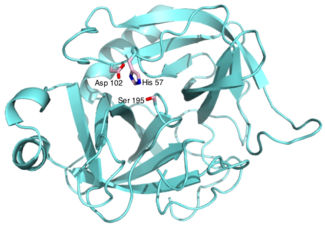 Proteáz inhibítorok Szerpinek serine protease inhibitors > 1000 Elsők antitrombin, antitripszin Hasonló szerkezet aktív csoport - Arg Enzimgátló hatás- konformációs változás Kovalens komplex képzés