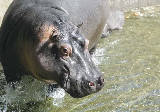 állatkertben A prágai állatkert új elefánt- és vízilóházában Festo pneumatika gondoskodik a tiszta vízről és kiegészítő biztonságról.