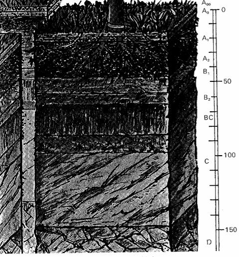 TALAJSZELVÉNY szintek: A szint: humusz (avarszint) kilúgozódás B szint: ásványi anyagokakkumulációs szint C szint: k zettörmeléktalajképz dési szint.