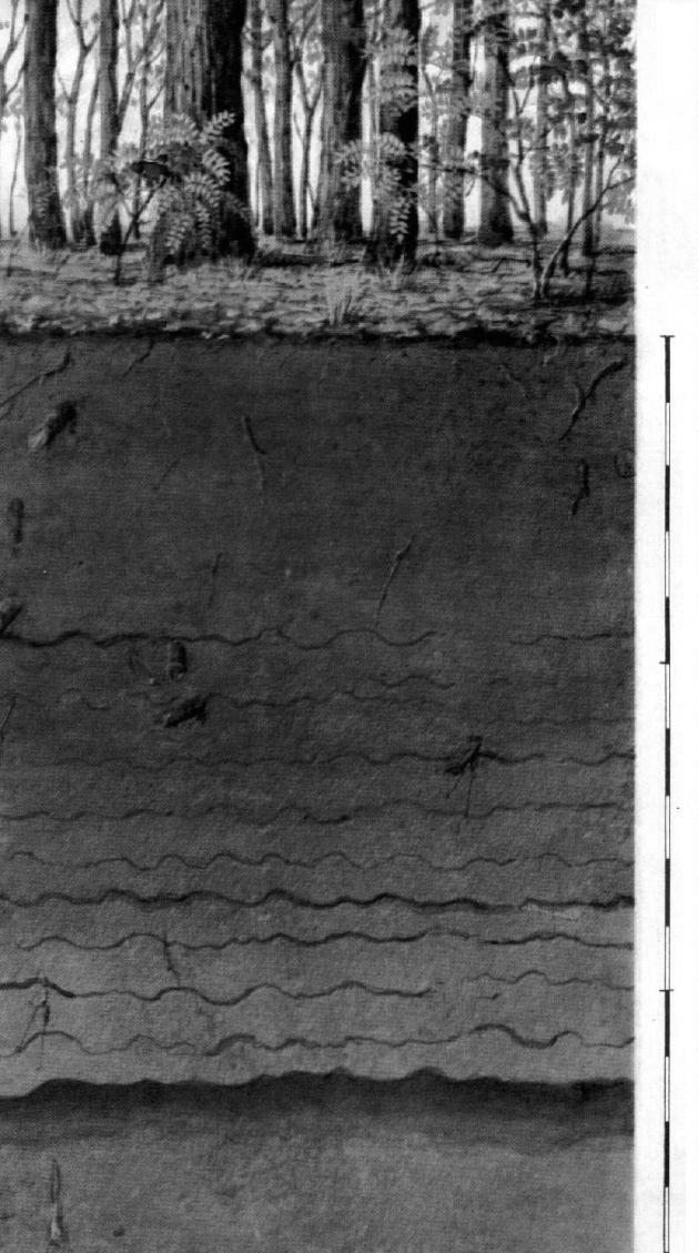 Ramann-féle barna erd talajok A Sötétbarna, humuszos, morzsás szerkezet vályog. CaCO 3 -at nem tartalmaz, (0-10 cm). B Barnásvörös, apró diós, enyhén hasábos szerkezet vályog.