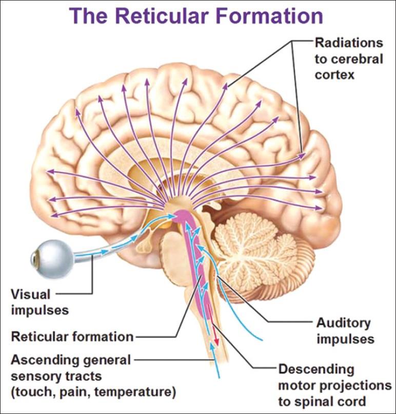 Arousal