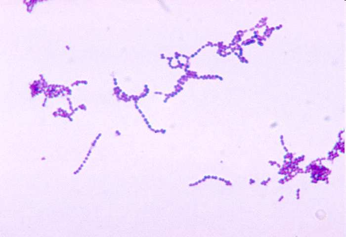 Campylobacter) Spirochaeták Chlamydiák Bacteroidetes Fusobacteria A baktériumok csoportosítása Nem taxonómiai alapokon történik Gram festés