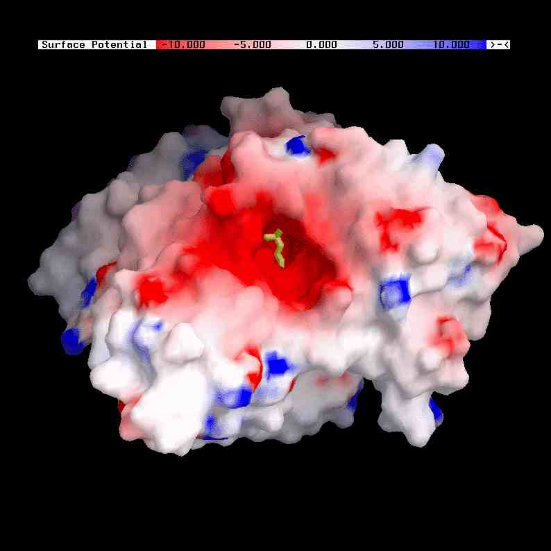 Töltésviszonyok Poisson Boltzmann módszerrel számítható az elektrosztatikus potenciál a fehérje felszínén és környezetében: