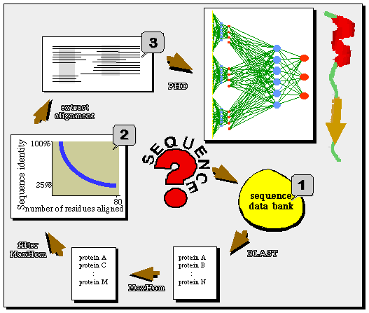 PHD módszer (ma a legjobb, akár 77% pontosság) [Burkhard Rost] 1. adatbázisból kikeressük a rokon szekvenciákat (BLAST program) 2. Elkészítjük ezek többszörös összerendezését (MaxHom program) 3.