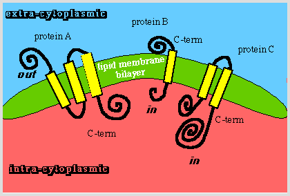 Ez szolgál bemenetként a neuronhálózatnak Bár a PHD módszer a legjobbnak látszik, mégsem mindig az, ezért helyes, ha konszenzus módszert alkalmazunk, ill. több módszert együtt.