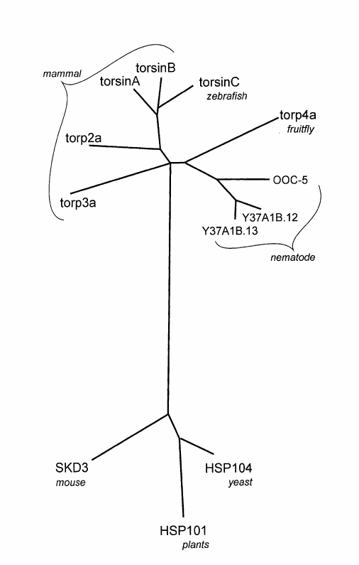 GAG deléció (Gln hiány) Torsin A ATPáz családba tartozik konzervatív