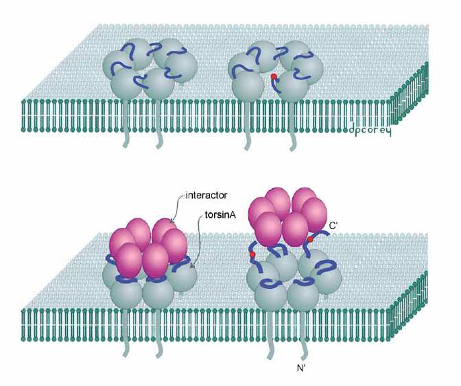 protein) A mutáns forma aggregálódik és gátolja az (ER, valamint a