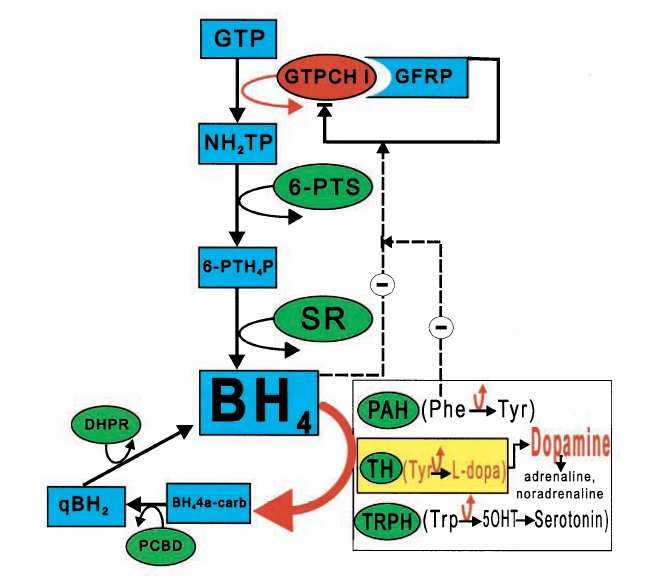 Dopa responsive dystonia (DYT5) GTP ciklohidroláz számos pontmutáció, deléció Heterozygota