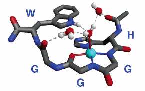 2.4.2. A prion protein tartományainak fémionkomplexei Réz(II)ion prion kölcsönhatás Az elsı mérések, melyek a PrP fémhez való affinitását vizsgálták, a protein peptidfragmenseire irányultak, ezen