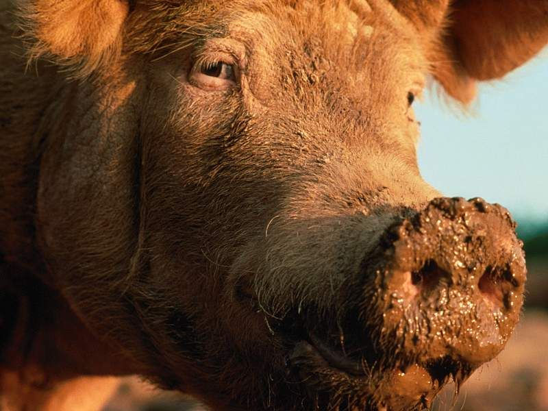 Hízók gyakorlati takarmányozása Napi adag: 30 kg- ig az élőtömeg