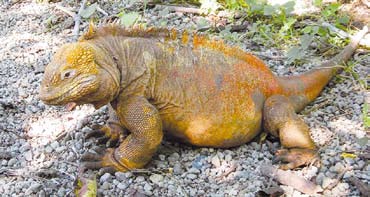 Az evolúció múzeuma Galápagoson Varánusz A sziget igazi attrakciója az óriásteknős Galápagoson és a többi nemzeti parkban tett látogatásunk során arra keresünk választ: miért van