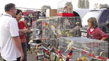 A monori kisállatbörzére 15-20 ezer látogató érkezik The Monor Pet Fair has 15,000 to 20,000 visitors each year Every Wednesday and Saturday, the local producers sell fresh fruits and vegetables and