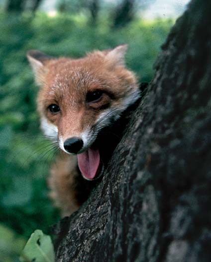 A nemzeti park területén mintegy 90 költő madárfaj ismert, köztük több olyan kihalástól veszélyeztetett fajjal, amely hazánkban csak a Bükk erdőségeiben, sziklafalain fészkel.