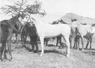 Hadban I. szürke arab telivér mén Afrikában, a ménesben. Született Bábolnán 1899-ben, apja: Hadban, anyja: 24 Gazlan.