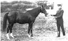 Koheilan IV szürke arab telivér törzsmén Bábolnán, szül. 1904, apja: Koheilan II, anyja: 124. O Bajan. Törzsmén volt Bábolnán 1909-től 1924-ig. Gazal, szürke arab telivér törzsmén Bábolnán, szül.