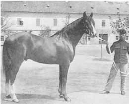 Ha ismét vannak egyedek, amelyek kifejezetten ezt a vért képviselik, akkor lehet ezeket Shagya XIV. szürke, szül. 1900. Bábolnán. 165 cm magas. Ez a mén is Shagya XI.