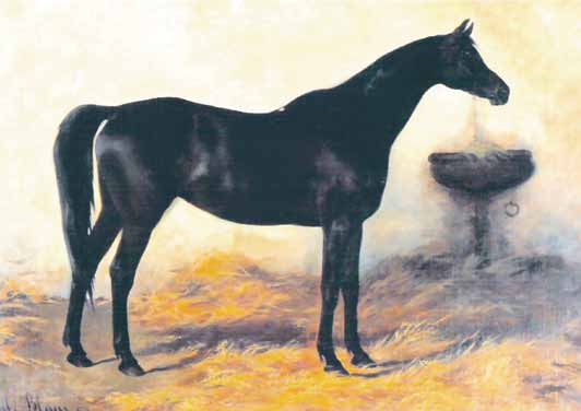 az eredeti arab kanca Semrie, egy igen szép, tipikus arab ló, a végtagok nem teljesen szárazak, 15.