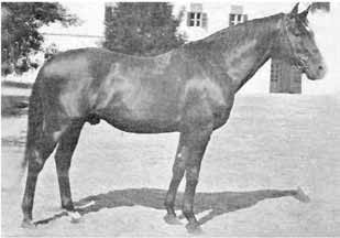 A bábolnai angol-arab tenyésztés kudarca 1914-ben báró Podmaniczky Gyula miniszteri osztálytanácsos, a francia angol-arab tenyésztés sikereinek ismeretében, azon felbuzdulva kezdeményezte, hogy