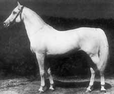 A Számunkra, szakemberek számára Bábolnát, három törzsmén is ló középrésze hosszú, és megle- a Shagya X-nek ez a képe a Shagya képviselte a
