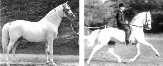 Ez sem véletlen, ez egyben rokontenyésztést is jelent a kitűnő örökítőre, Shagya XVII-re. Shagya XLVI szürke bábolnai törzsmén, szül. 1965. apja: Shagya XXXIX, anyja: 58 Shagya XXXVI.