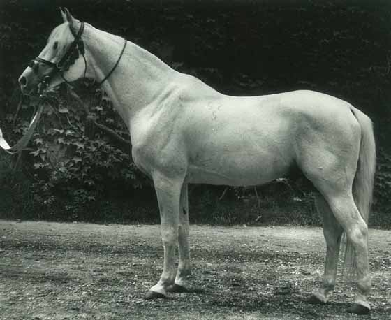 Még az ott telje sen hibátlan mének és kancák is rendszeresen örökítenek Ajeeb; Lady Wentworth, az arab ló lelkes híve tenyésztette Angliában.