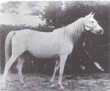 Egy évvel később a Behring-művek visszaadtak néhány arab lovat. Egy másik részüket Lengyelország váltotta ki a Behring-művektől, olyanformán, hogy egy magyar arab kancáért három lovat adtak cserébe.
