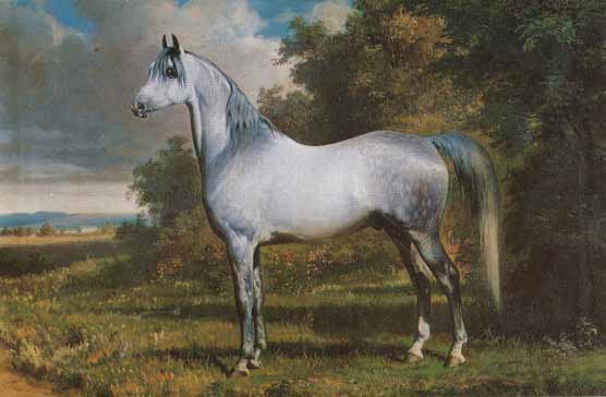 Abdul Aziz eredeti arab mén (született 1863-ban) szépségét és lovagolhatóságát hűen átörökítette a bábolnai állományra. Bábolnán 1871/72-ben, Mezőhegyesen 1873-tól 1876-ig volt törzsmén. Shagya XLVI.