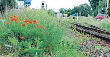 Nem mindenki tesz azonban eleget ennek a törvényes kötelességének. Sok helyütt éktelenkedik a gyom, köztük az allergiát okozó gyomnövények, így a parlagfű is.