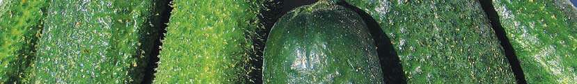 UBORKA (Cucumis sativus) 1g=magszám Vetőmagigény g/10 m 2 Vetésidő szabadföldi termesztéshez Vetésmélység cm Sor- és tőtávolság cm Csírázási nap 20-22 C-on 28-38 1,5-2 IV-V 2-3 120 x 30 6-10 A