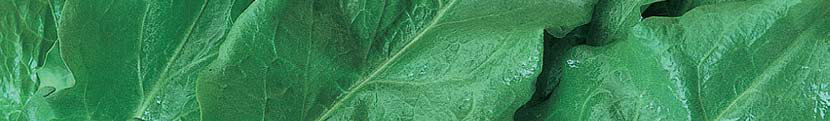 SÓSKA (Rumex acetosa) 1g=magszám Vetőmagigény g/10 m 2 Vetésidő szabadföldi termesztéshez Vetésmélység cm Sor- és tőtávolság cm Csírázási nap