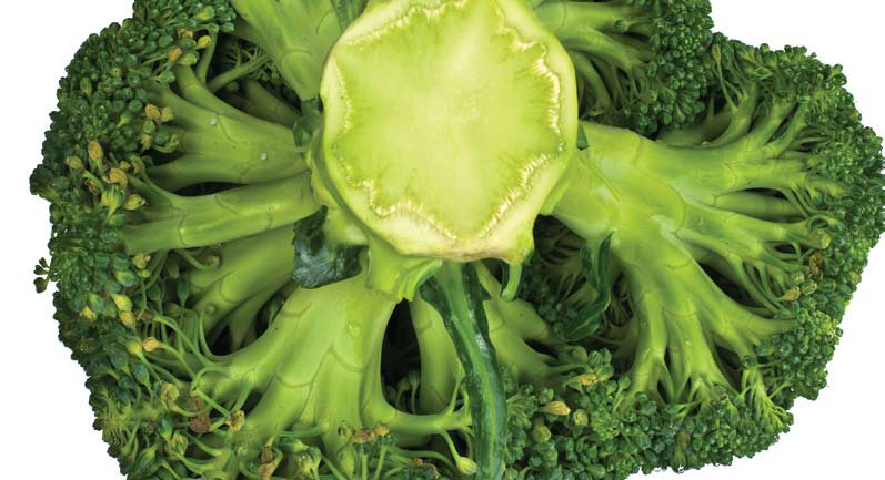 BROKKOLI (Brassica oleracea convar botrytis var.