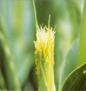 Az erősen megrágott bibeszálak, illetve a virágpor mennyiségének csökkenése akadályozhatja a kukorica beporzását, és a megtermékenyülését,