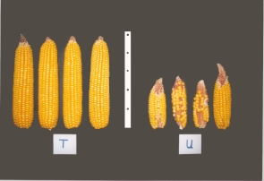 10. ábra Imágó kártétel miatt kialakuló hiányos szemképződés (T=egészséges, U=károsított kukorica) (fotó: Barna Gy.) 2. 1. 3.